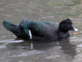 Muscovy Duck